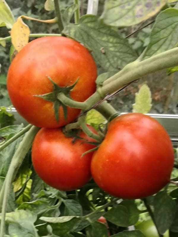 普通番茄