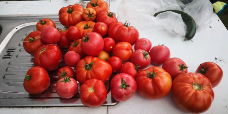 西红柿收获