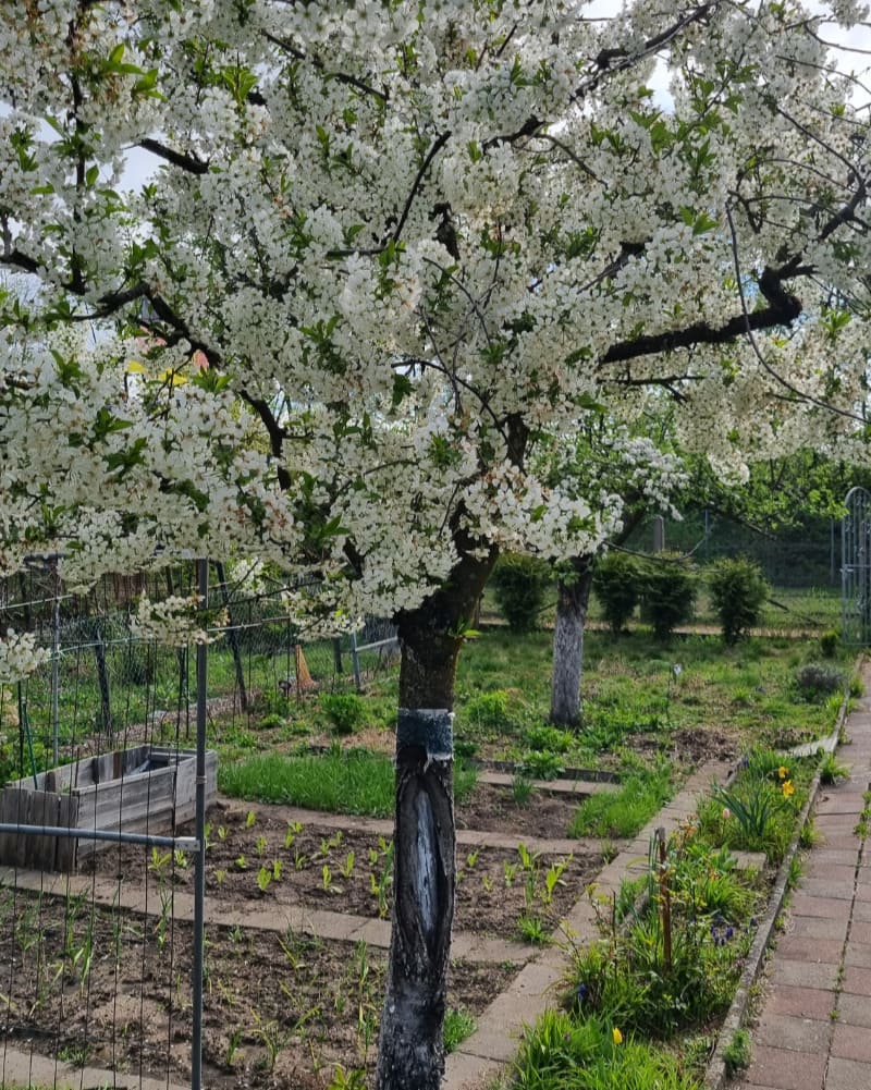 樱（桃）花绽放